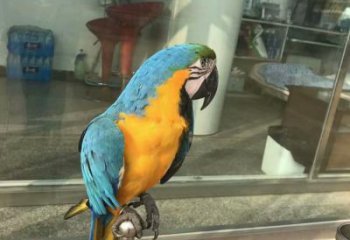承接鸚鵡雕塑，鳥禽擺件，彩繪仿真工藝