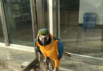 定制鸚鵡雕塑，鳥禽擺件，彩繪仿真工藝